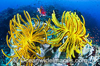 Fish Crinoids and Reef Photo - Gary Bell