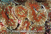 Corallimorpharian Discosoma sp. Photo - Gary Bell