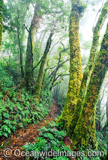 Track through Rainforest photo