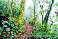 Track Lamington Rainforest Photo - Gary Bell