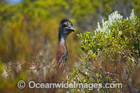 Emu in bush Photo - Michael Patrick O'Neill