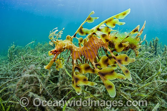 Leafy Seadragon male with eggs under tail photo