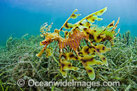Leafy Seadragon male with eggs under tail Photo - Michael Patrick O'Neill