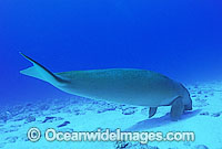 Dugong underwater Photo - Gary Bell