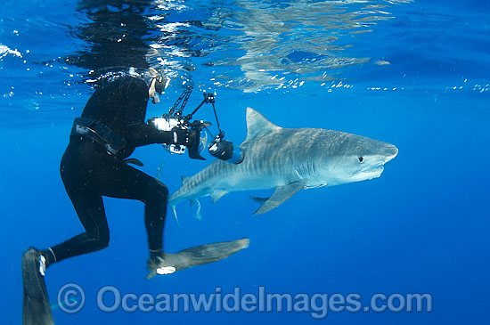 Tiger Shark and Underwater Photographer photo