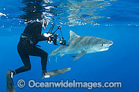 Tiger Shark and Underwater Photographer Photo - Gary Bell