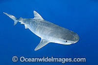 Tiger Shark underwater Photo - Gary Bell