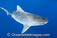 Tiger Shark Great Barrier Reef Photo - Gary Bell