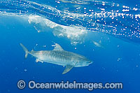 Tiger Shark attacking Whale carcass Photo - Gary Bell