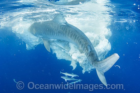 Tiger Shark attacking Whale carcass photo