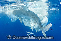 Tiger Shark attacking Whale carcass Photo - Gary Bell