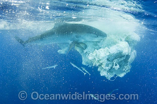 Tiger Shark attacking Sperm Whale carcass photo