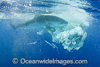 Tiger Shark attacking Sperm Whale carcass Photo - Gary Bell