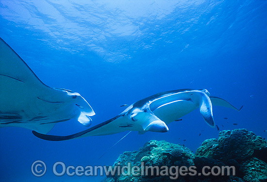 Manta Rays at cleaning station photo