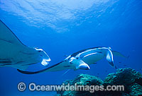 Manta Rays at cleaning station Photo - Gary Bell