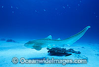 Leopard Shark Stegastoma fasciatum Photo - Gary Bell