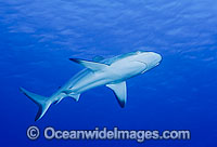 Grey Reef Shark Carcharhinus amblyrhynchos Photo - Gary Bell