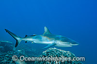 Grey Reef Shark with suckerfish attached Photo - Gary Bell