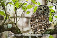 Barred Owl Strix varia Photo - Michael Patrick O'Neill