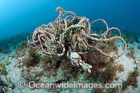Reef Pollution Photo - Michael Patrick O'Neill