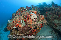 Reef Pollution rope and debris Photo - Michael Patrick O'Neill