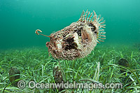 Tasselled Anglerfish with lure Photo - Michael Patrick O'Neill
