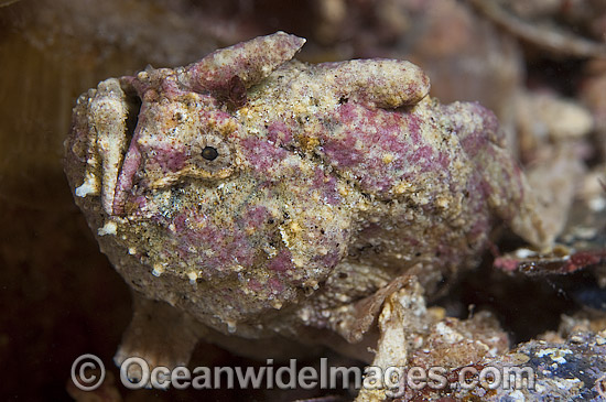 Smooth Anglerfish Histiophryne bougainvilli photo