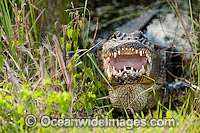 American Alligator Photo - Michael Patrick O'Neill