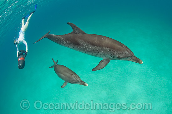 Snorkel Diver with Atlantic Spotted Dolphins photo
