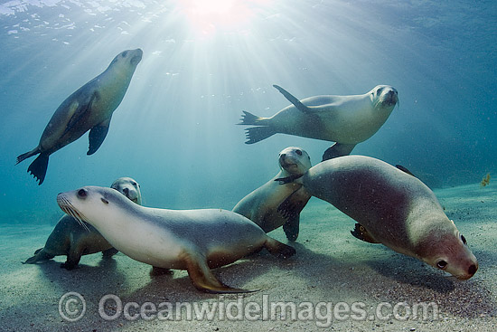Australian Sea Lions swimming photo