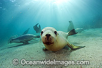 Australian Sea Lions underwater Photo - Michael Patrick O'Neill