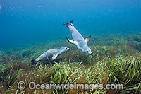Australian Sea Lions swimming underwater Photo - Michael Patrick O'Neill
