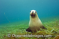Australian Sea Lions swimming Photo - Michael Patrick O'Neill