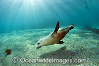 Australian Sea Lions playing and swimming Photo - Michael Patrick O'Neill