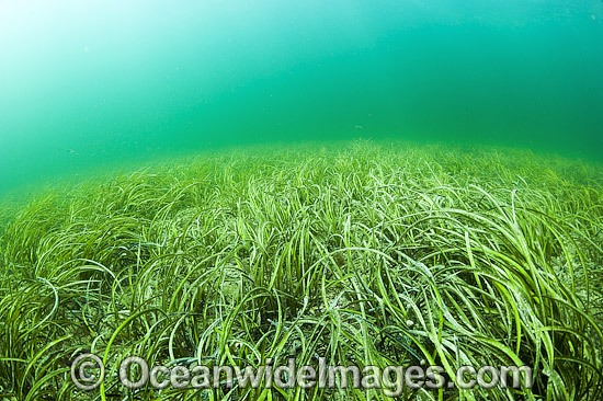 Seagrass Heterozostera tasmanica photo