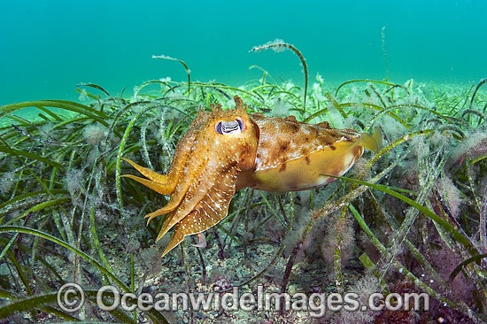Giant Cuttlefish amongst Sea Grass photo