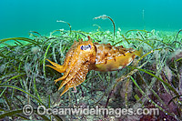 Giant Cuttlefish amongst Sea Grass Photo - Michael Patrick O'Neill
