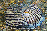 Striped Pyjama Squid Sepioloidea lineolata Photo - Michael Patrick O'Neill