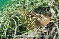 Southern Fiddler Ray in Sea Grass Photo - Michael Patrick O'Neill