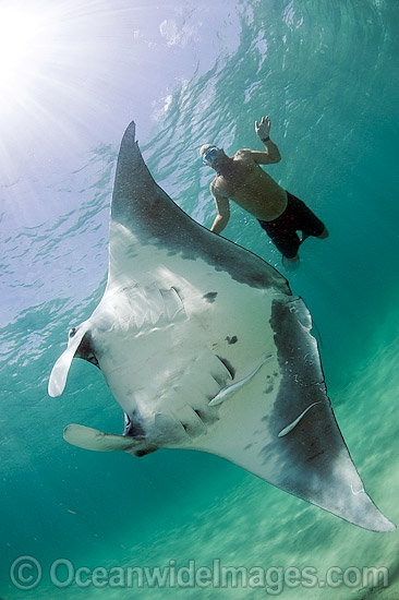 manta rays are brown