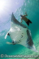 Manta Ray with Snorkel Diver Photo - Michael Patrick O'Neill