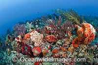 Coral Reef Florida Photo - Michael Patrick O'Neill