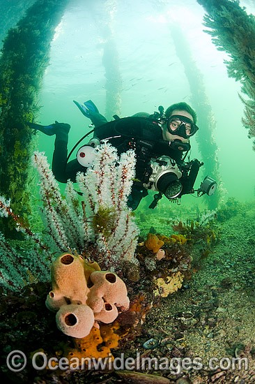 Scuba Diver under Pier in South Australia photo