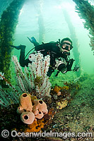 Scuba Diver under Pier in South Australia Photo - Michael Patrick O'Neill
