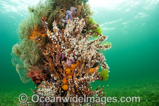 Jetty Pylons covered in sponges and coral photo