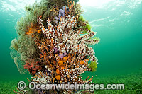 Jetty Pylons covered in sponges and coral Photo - Michael Patrick O'Neill