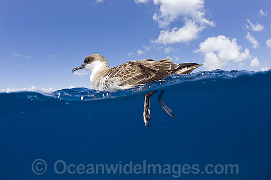 Great Shearwater on surface photo