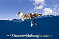 Great Shearwater on surface Photo - Michael Patrick O'Neill