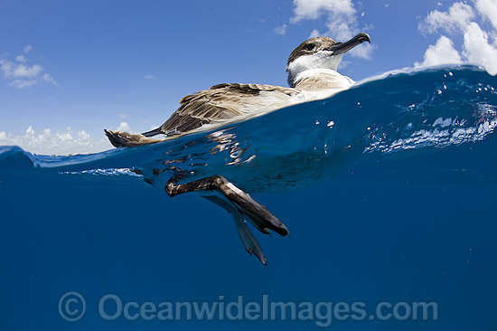 Great Shearwater resting on water photo