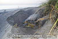 Green Sea Turtle covering nest Photo - Michael Patrick O'Neill